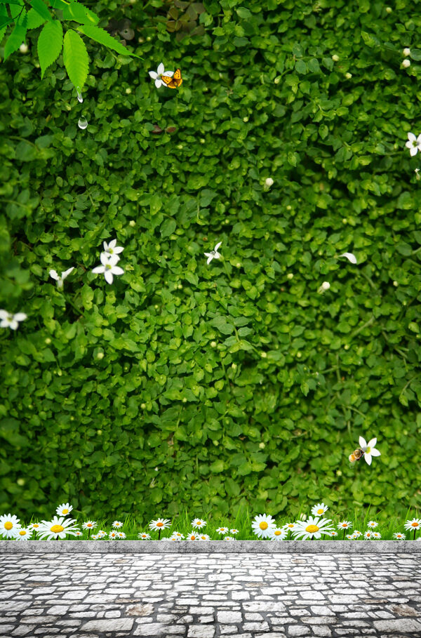 绿色爬墙虎植物图片