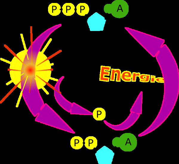 循环ATP