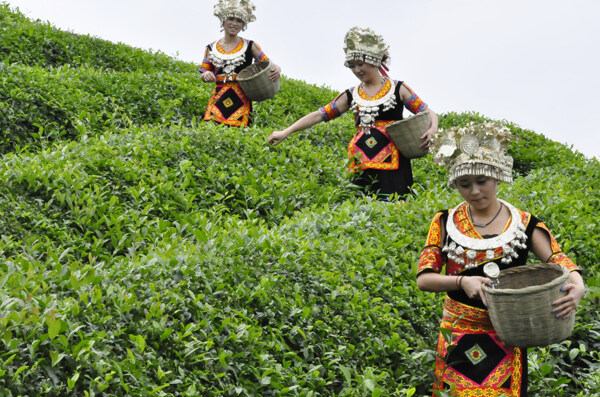 采茶女图片