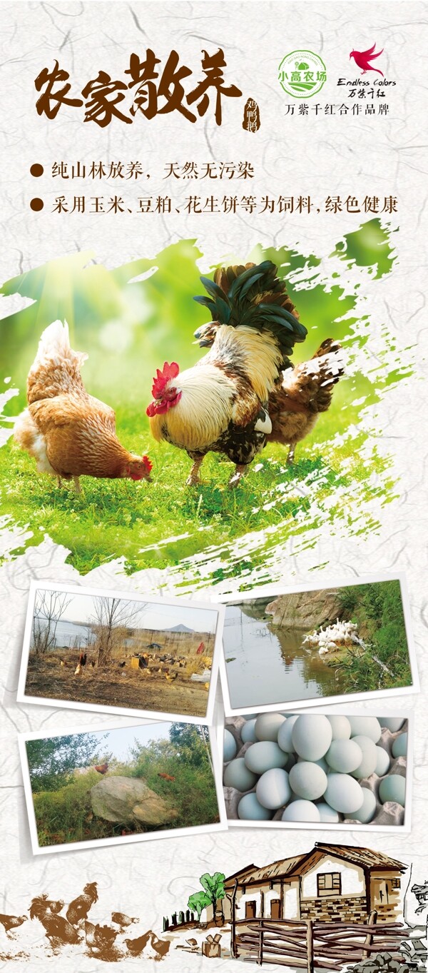 农家散养鸡展架设计