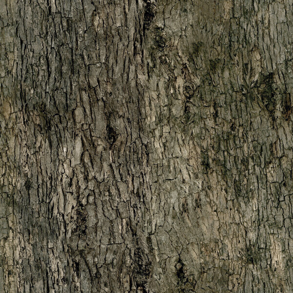 高精细鸡爪槭acerpalmatum带贴图