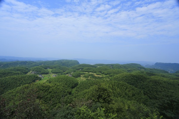 风景竹海