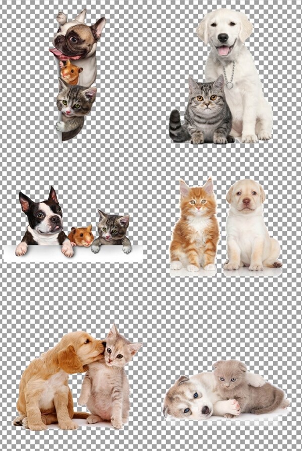 宠物猫咪与宠物狗图片