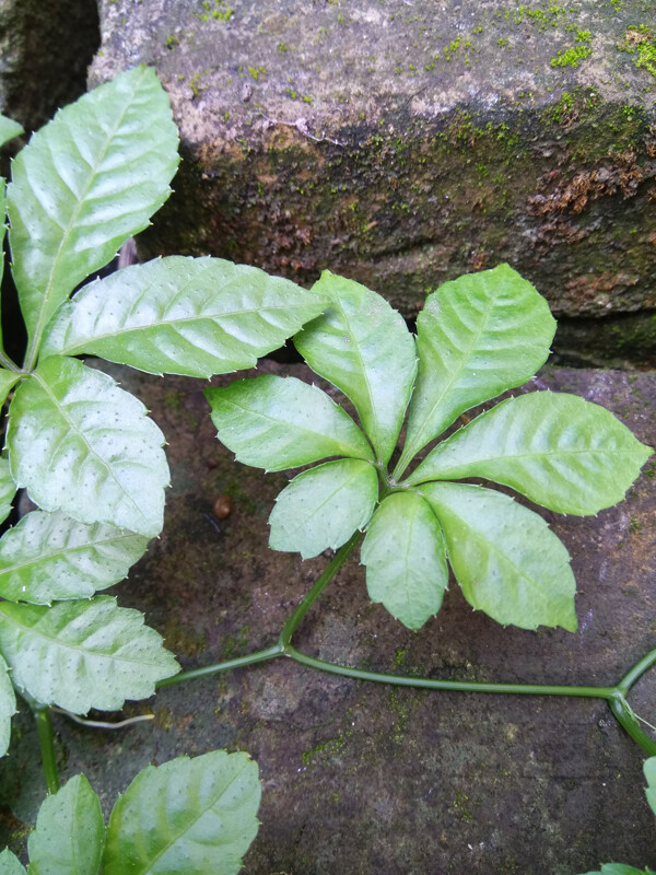 绞股蓝和蜗牛