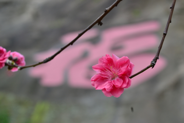 桃花图片