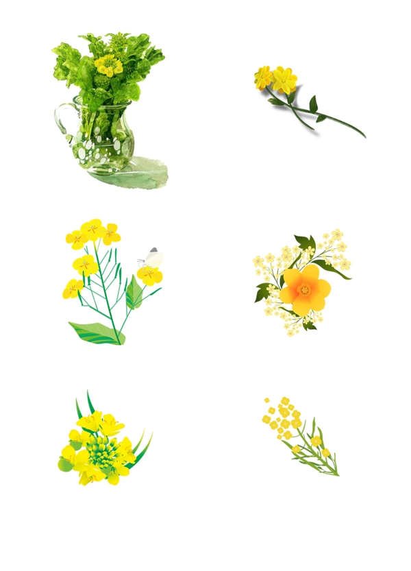 一组手绘油菜花朵