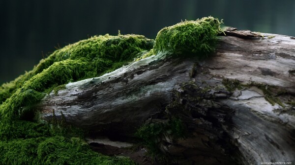 枯树上的绿色苔藓