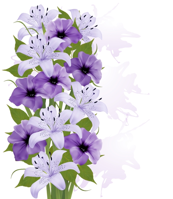 唯美紫色的百合花植物
