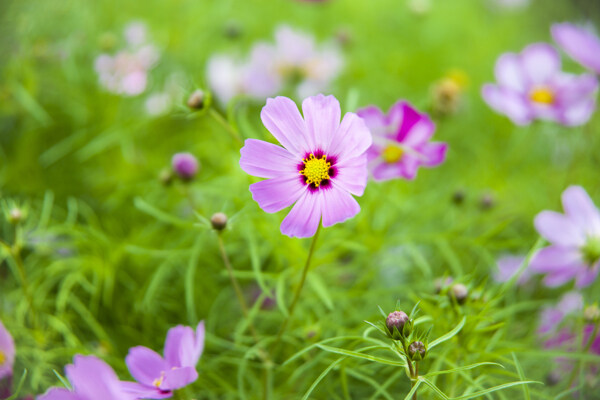 格桑花图片