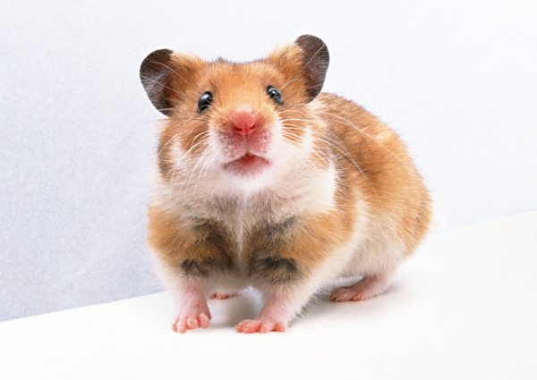 小动物动物世界老鼠小老鼠灰老鼠试验