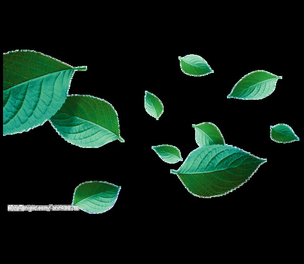 绿色茶树叶子漂浮素材png元素