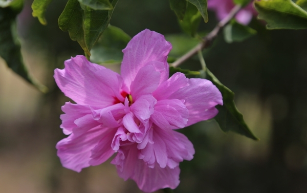 木槿花图片