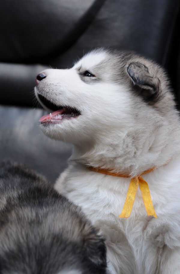 阿拉斯加幼犬图片