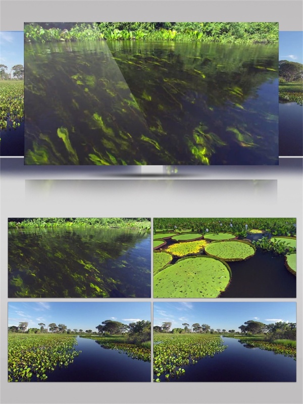 绿色水下植物视频音效