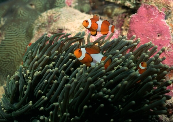 海洋生物