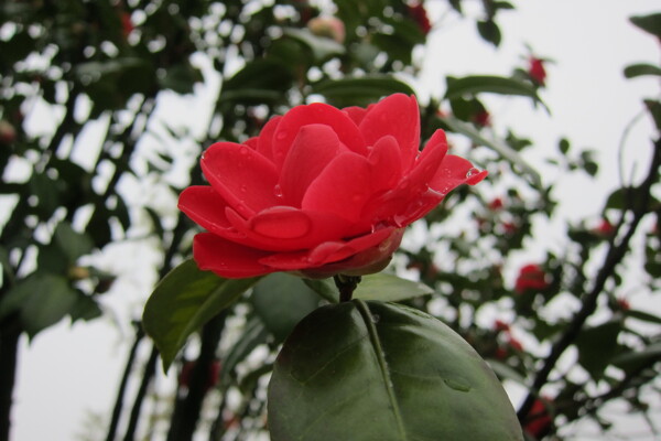 雨后茶花图片