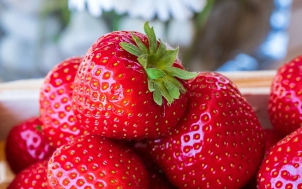 草莓图片唯美图片水果图片素材