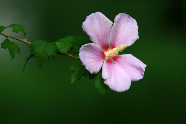 木槿花