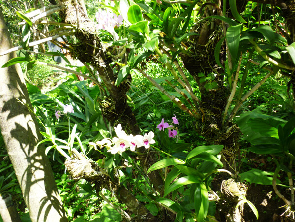 海南热带雨林花草图片