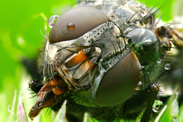 昆虫摄影