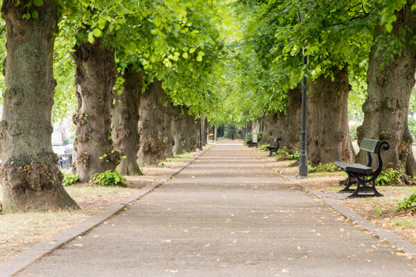 公园街道上的树木风景