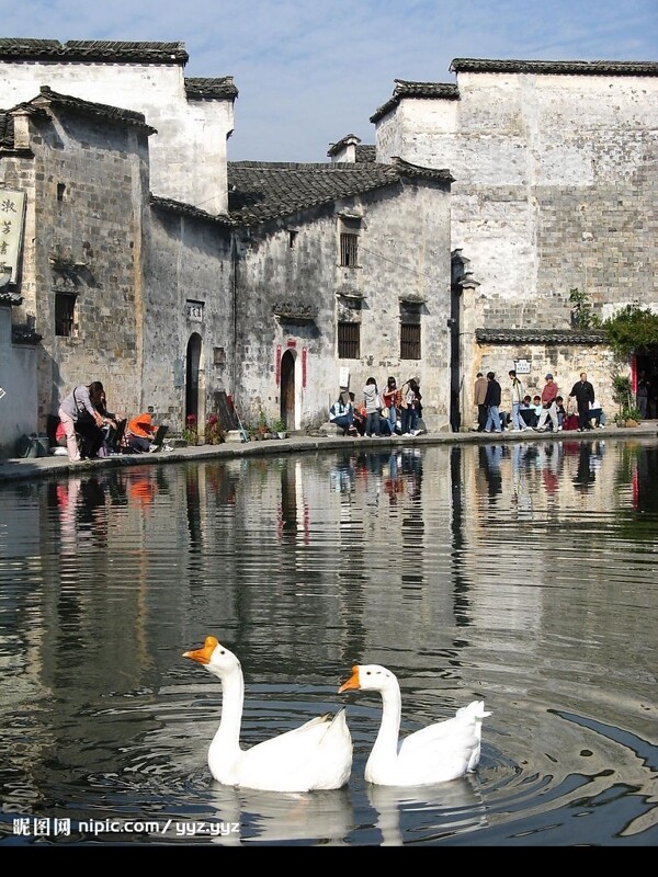 徽州建筑与水中的鹅图片