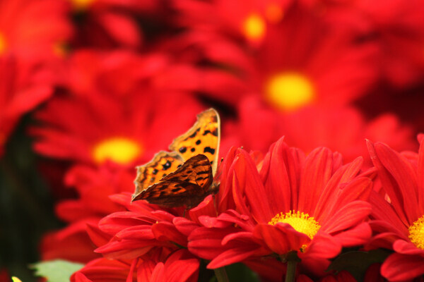 蝶恋花图片