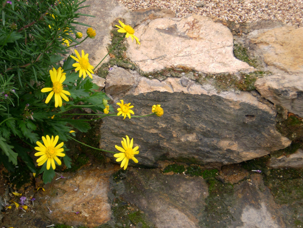 小菊花图片