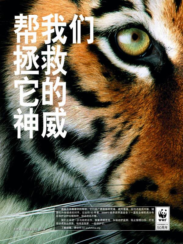 wwf50周年系列保护老虎图片