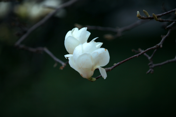 两朵白玉兰