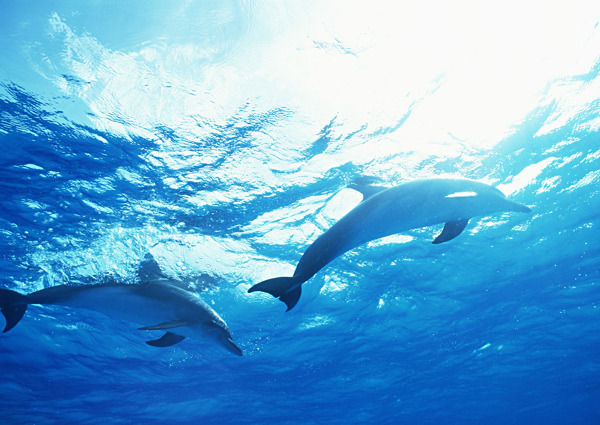 海洋中的海豚图片