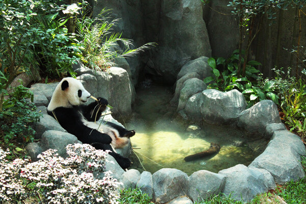 河川生态园大熊猫竹林图片