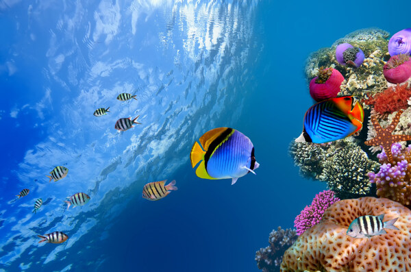 海底美丽的鱼儿图片