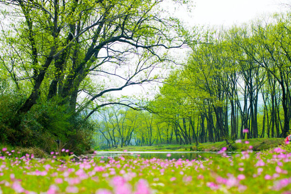 小河美景