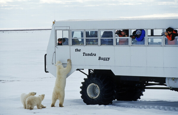 雪地上的北极熊与摄影游客图片
