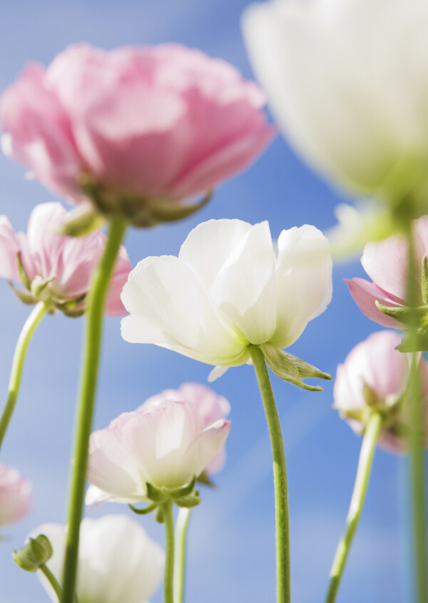 高清图库素材阳光鲜花