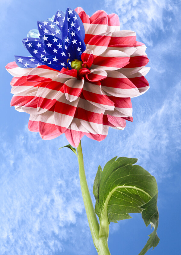 美国国旗向日葵