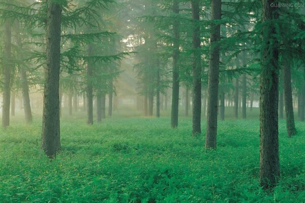 森林意境图片