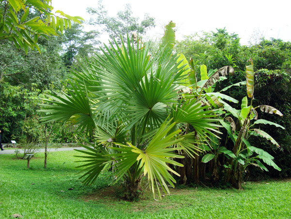 西双版纳热带植物图片