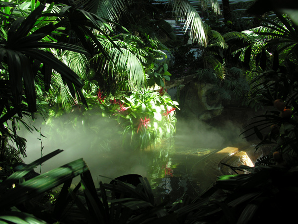 热带雨林图片素材
