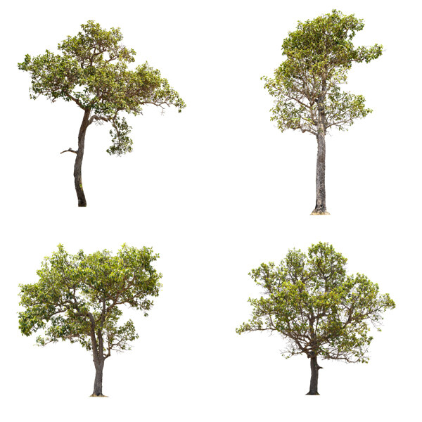 四棵树图片