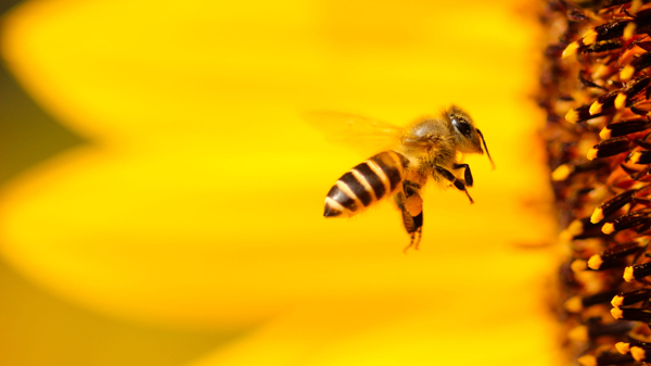 蜜蜂花间采蜜