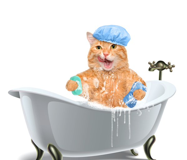 洗澡的小猫