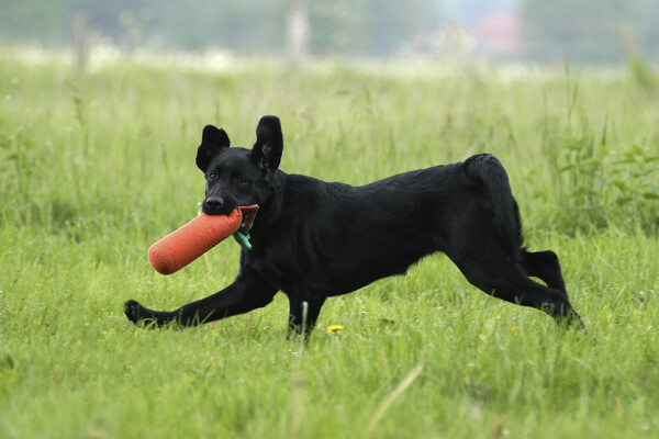 在草地上玩耍的黑狗