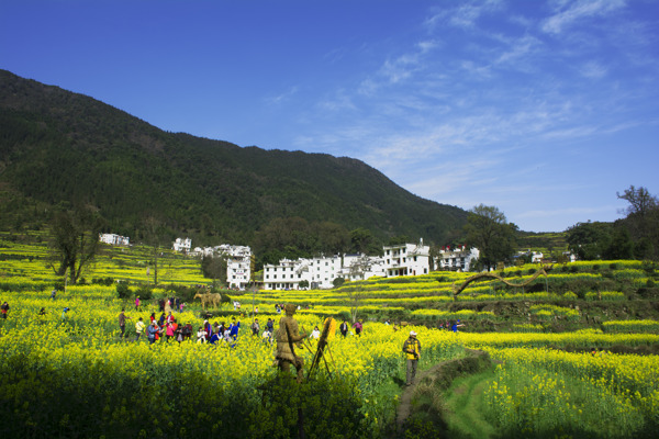 婺源农家油菜花图片