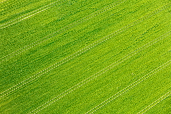 绿色草场