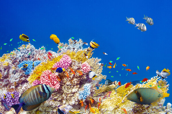 海底世界和鱼群图片