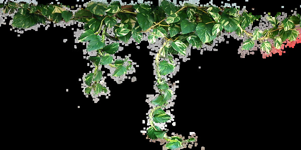 藤条植物图片免抠png透明图层素材