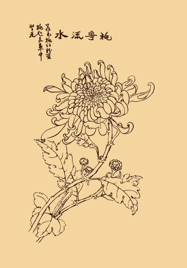 菊花图片