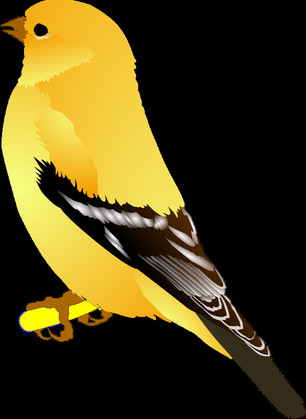 金翅雀